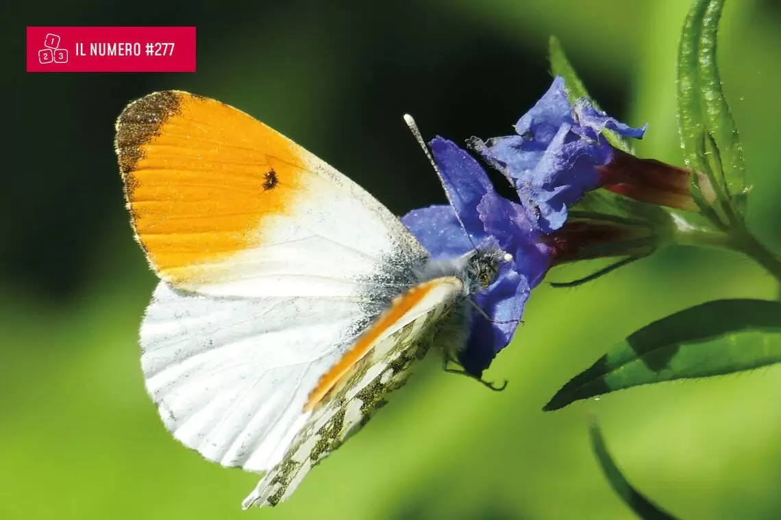 10.170 articoli su biodiversità che non parlano di biodiversità