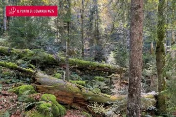 Strategia UE per la Biodiversità e impatti sulla bioeconomia del legno