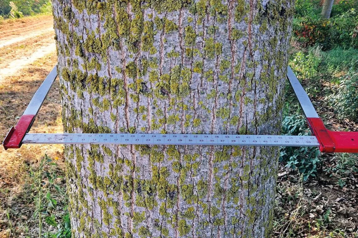 Guadagnare di più con il clone di pioppo l’‘I-214’