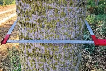 Indizi di arboricoltura da legno: si può guadagnare di più con l’‘I-214’?