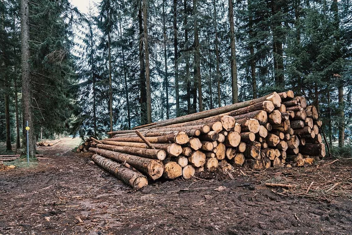 Prezzi del legname: online i report sul legname in Trentino, legna da ardere e cippato 