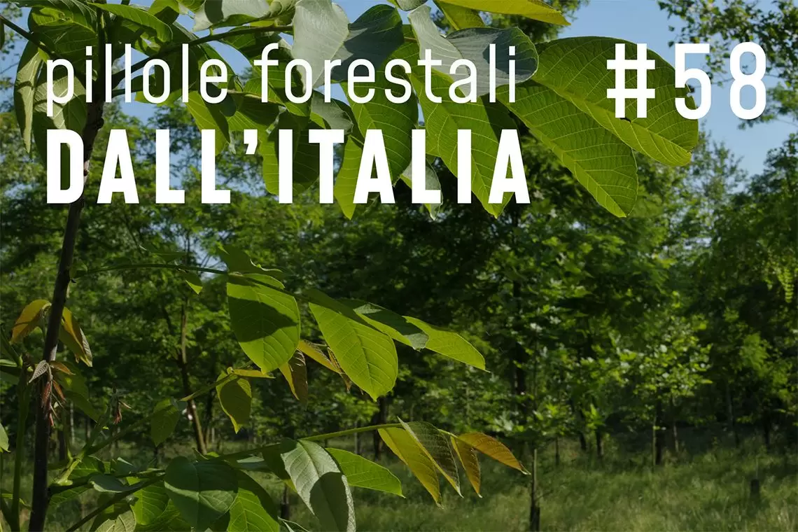 Pillole forestali dall'Italia puntata 58