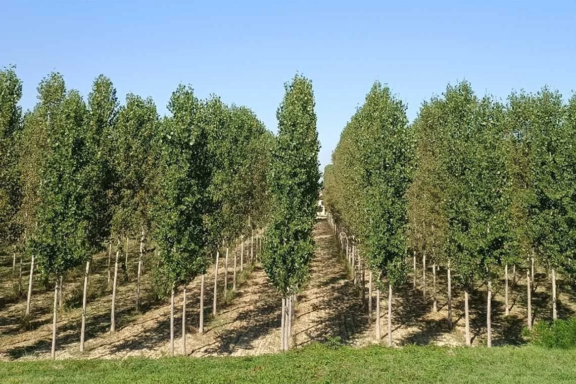 Proposta di un portale nazionale per la pioppicoltura