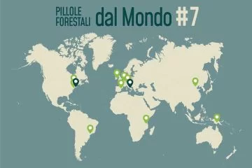 Pillole forestali dal mondo #07 - Dall'abete rosso più caro del Tirolo alla scoperta di nuove specie arboree in Tanzania