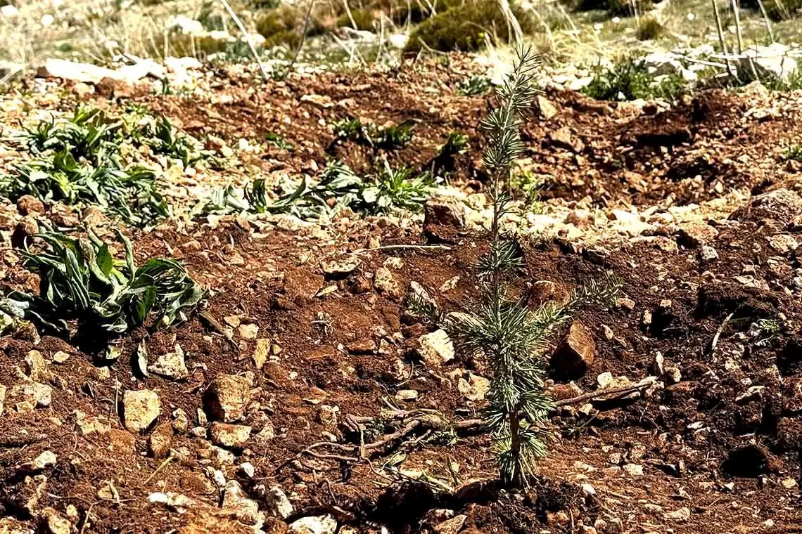 Summer School sul Restauro Ecologico e Nature Restoration Regulation