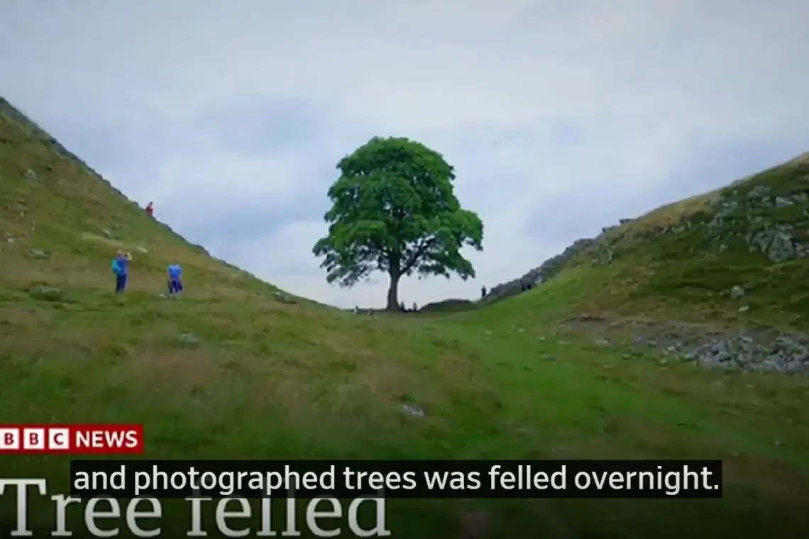 Dall’albero di Robin Hood un monito anche per noi