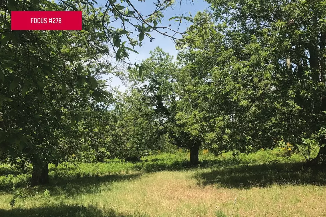 Biodiversità saproxilica e gestione forestale