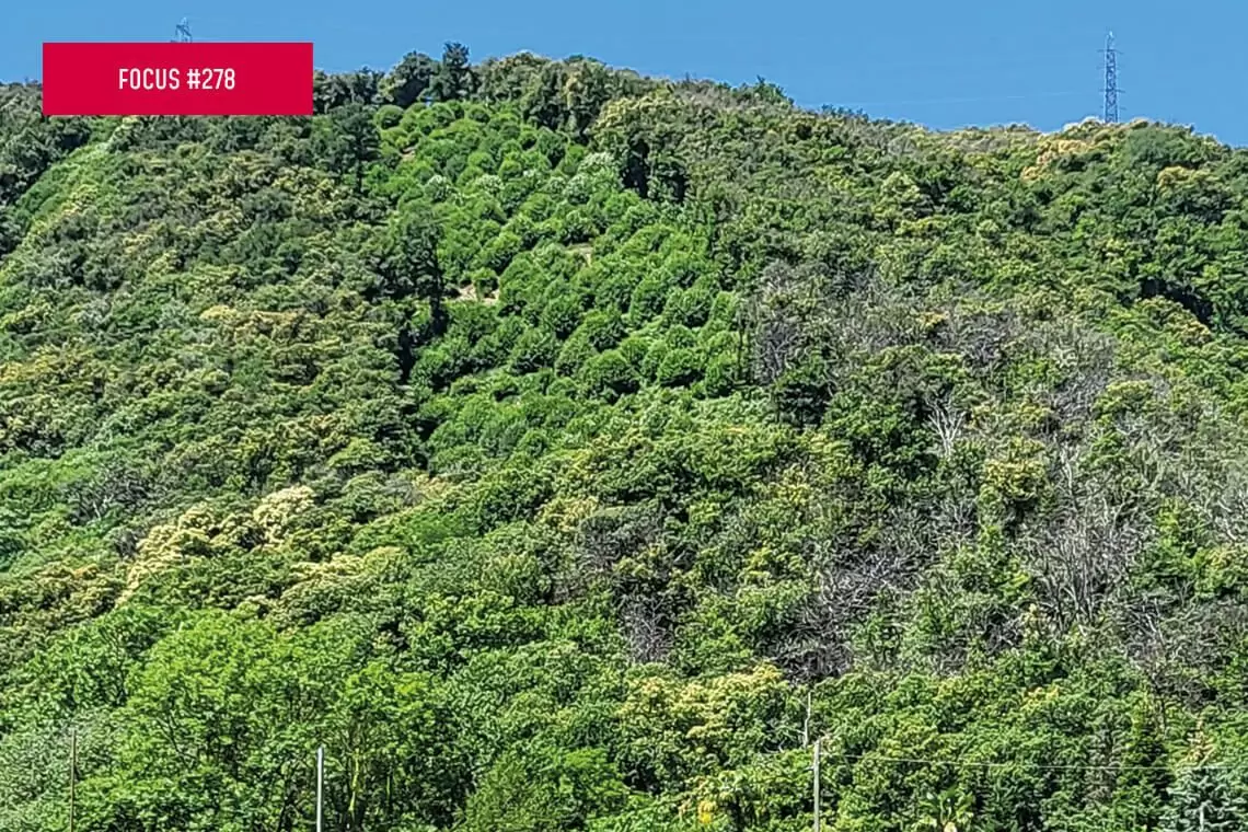 Cedui castagno e siccità: esperienza svizzera e italiana