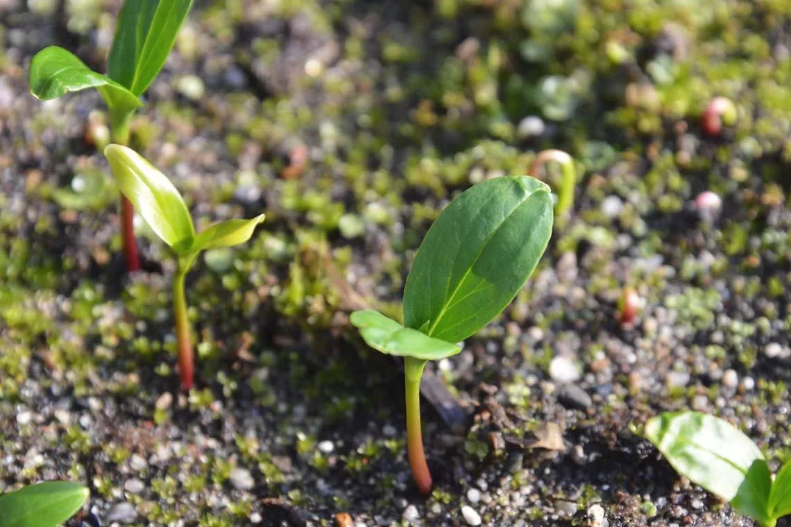 Vivaistica forestale: aperta la consultazione pubblica sul documento delle buone pratiche UNI