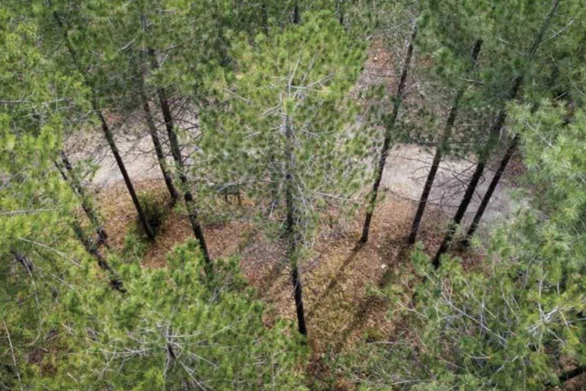 Gestione dei rimboschimenti di pino nero. Raccolta dei risultati del progetto SelPiBioLife