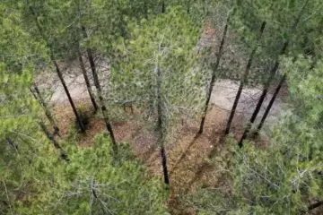 Gestione dei rimboschimenti di pino nero. Raccolta dei risultati del progetto SelPiBioLife