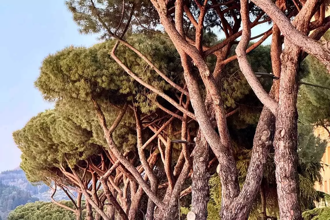 Il Verde Urbano e la qualità dell'aria a Firenze, giornata di studio in Accademia