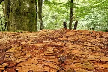Aggiornamento della legge forestale della Toscana: principali novità