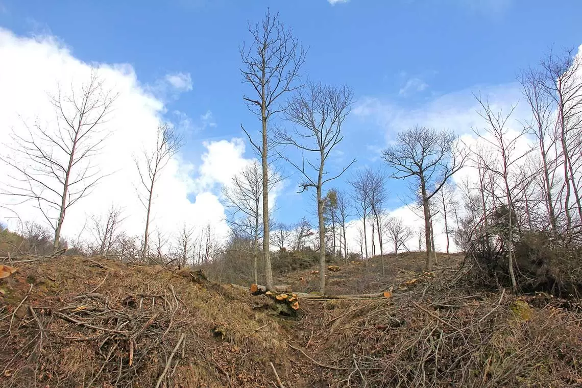 Alberi Monumentali e cedui invecchiati 