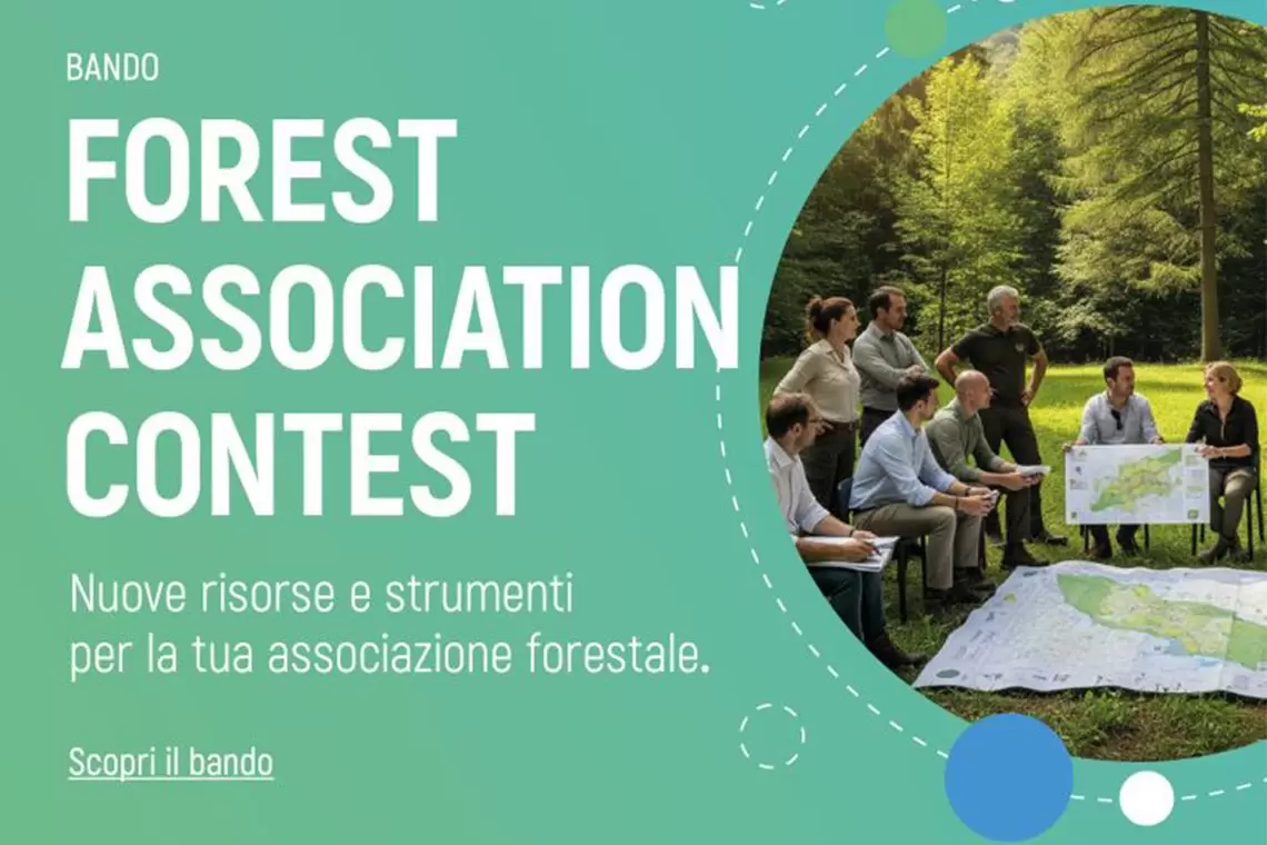Forest Association Contest