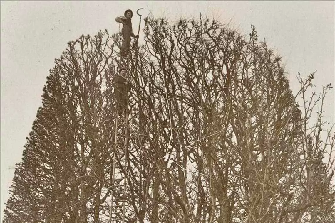 “Bosco, Albero, Uomo" - Mostra fotografica ai Georgofili