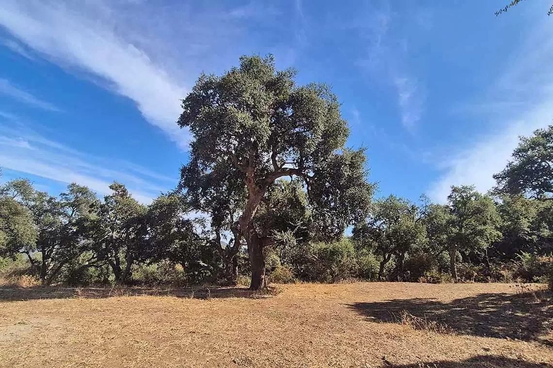 Valorizzazione delle foreste siciliane: il caso studio della sughereta di Geraci Siculo