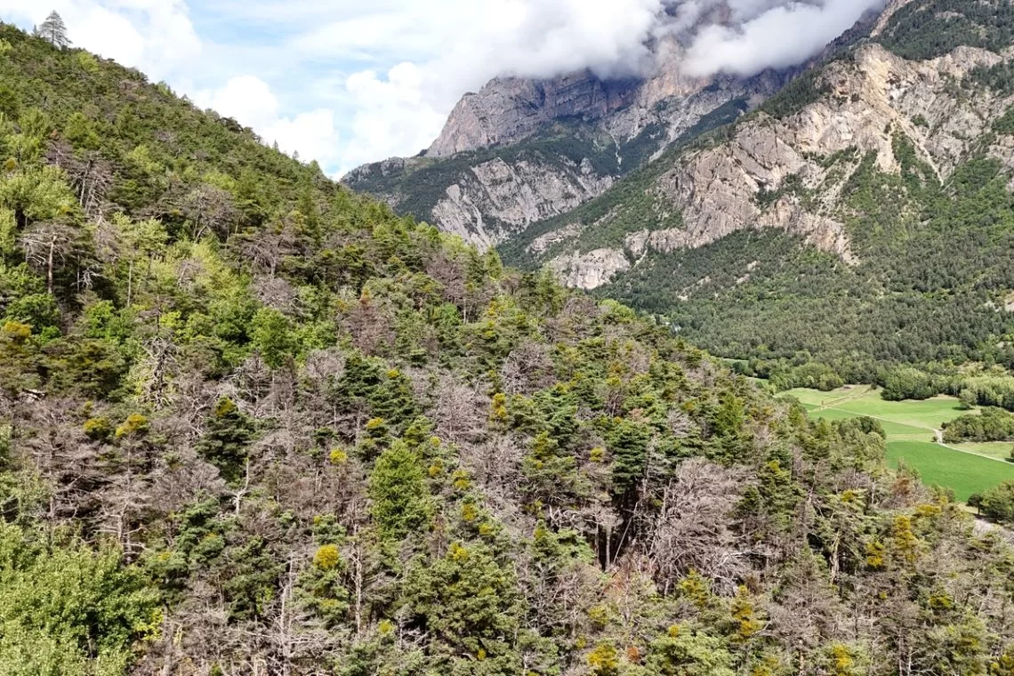 Tra deperimento del pino silvestre e rischio incendi: come attuare una selvicoltura adattativa per rendere le foreste alpine più resilienti