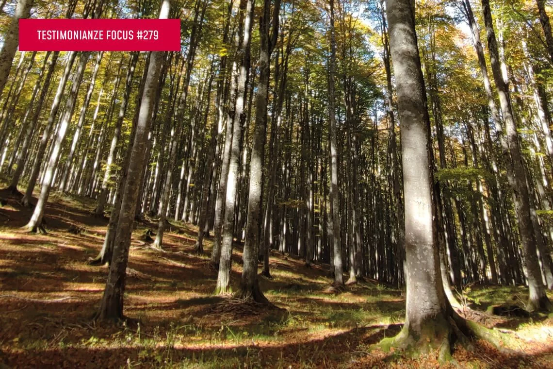 Valutare le piante in piedi per ottimizzare la filiera