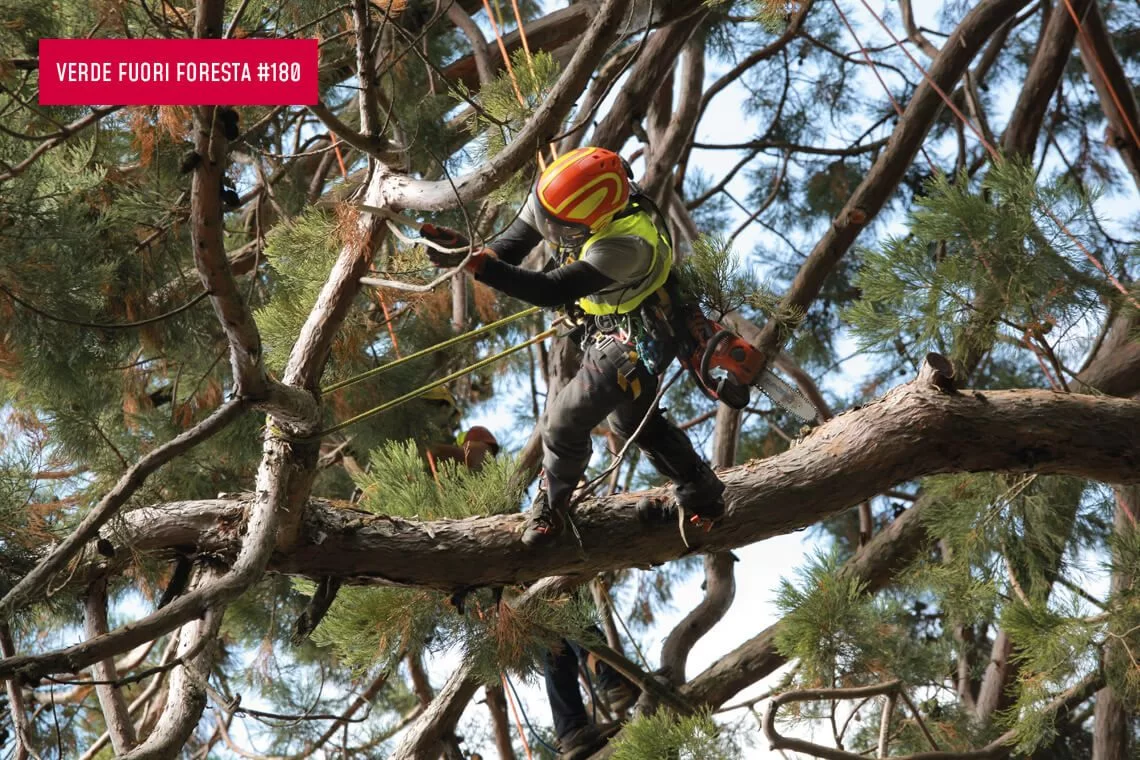 Arbor Meeting 2025: l’arboricoltura urbana a Vallombrosa