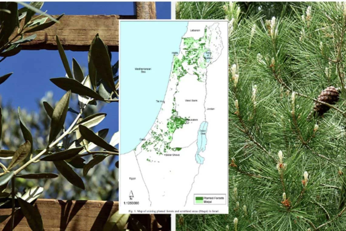 piantagione di 240 milioni di alberi in Israele