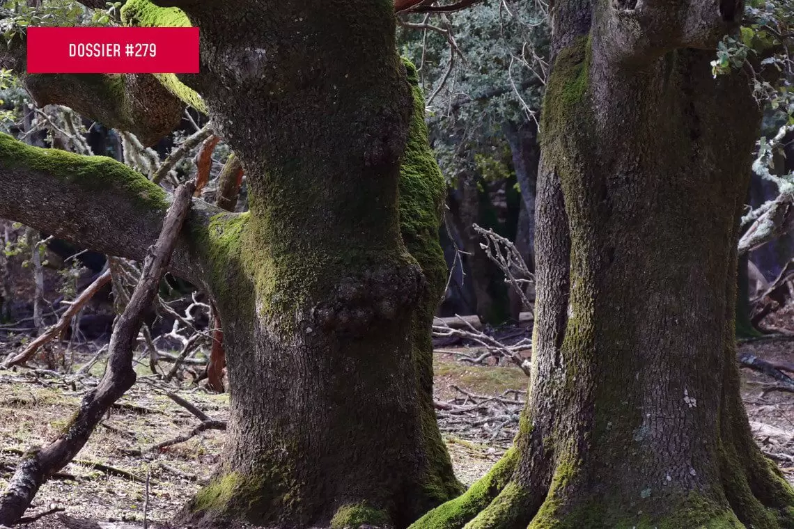 Principio di Equivalenza Energetica per la gestione forestale