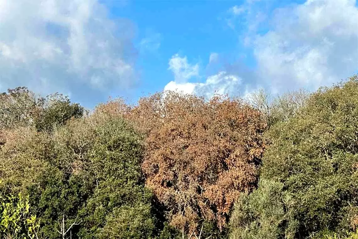 querceti italiani di fronte a fattori di stress e cambiamento climatico