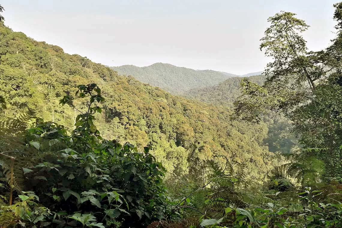 AICS di Kampala cerca un esperto forestale