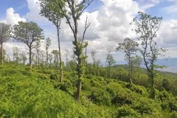 Asta di vendita per lotto boschivo di castagno nel viterbese