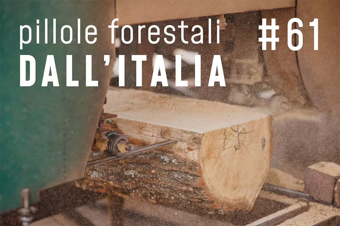Pillole forestali dall'Italia puntata 61