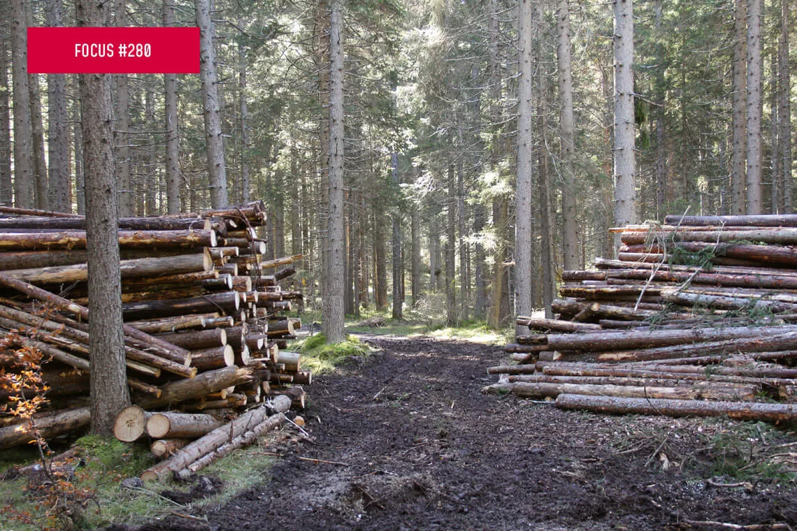 Illeciti forestali nelle Regioni e Province Autonome