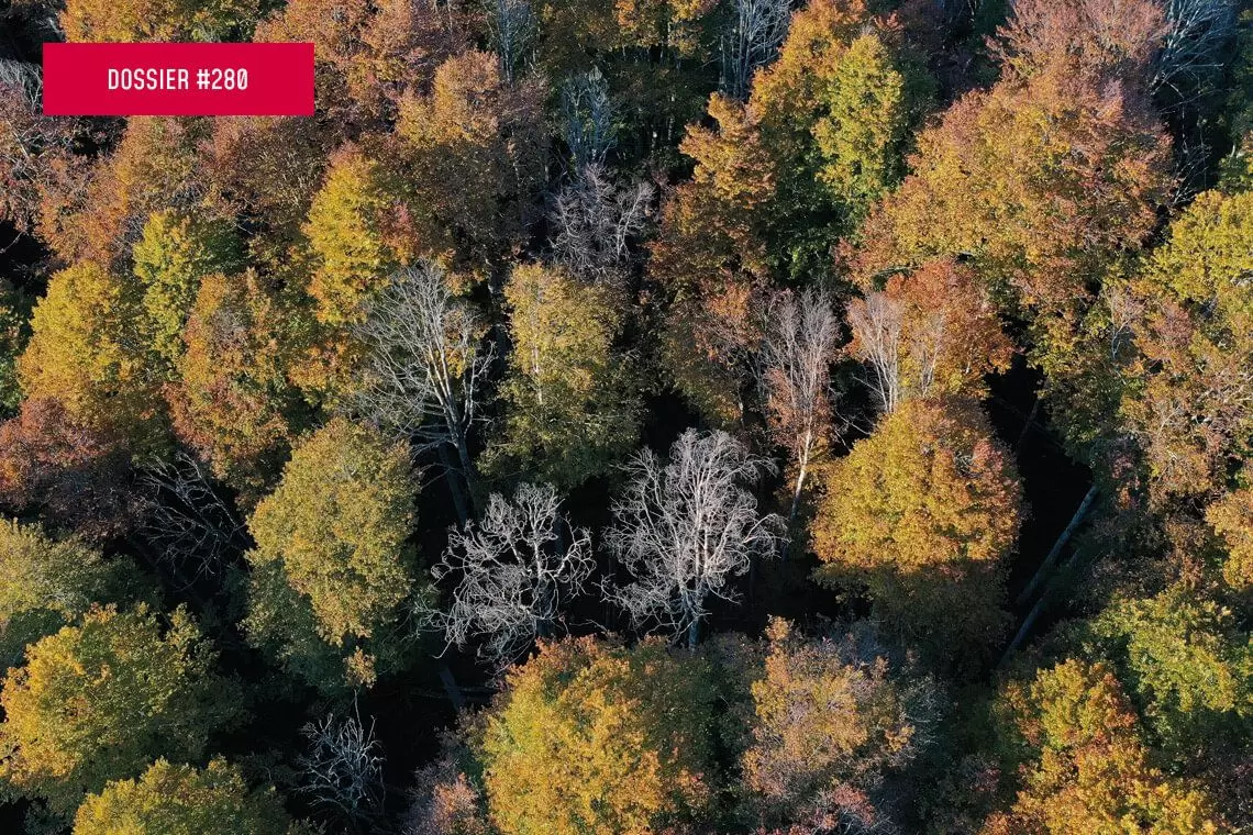 Il ripristino degli ecosistemi forestali