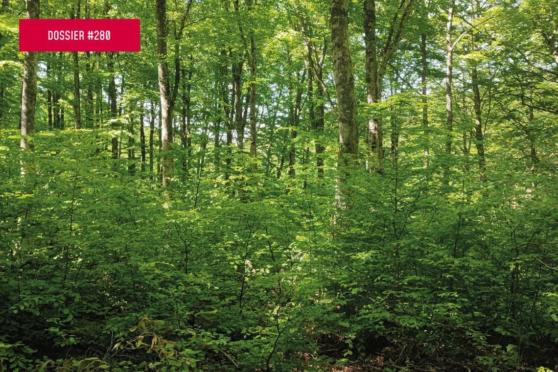 Nature Restoration Law: nuova sfida per le foreste
