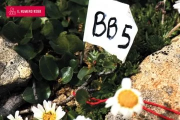 Salice di 2000 anni in Appennino: scoperta utile per la conservazione climatica