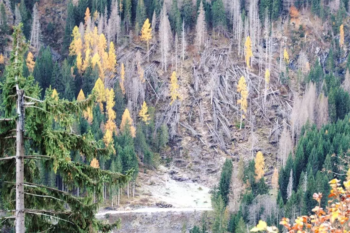 Il Progetto RE-ENFORCE: nature-based solutions per gli ecosistemi forestali degradati in centro Europa