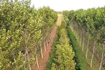 Pioppo clone I-214 in impianto policiclico a Villa Bartolomea (VR): risultati di crescita a 11 anni