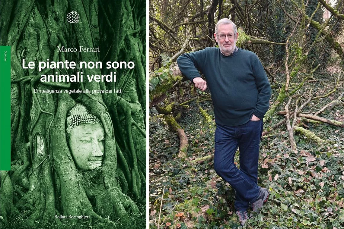 Le piante non sono animali verdi
