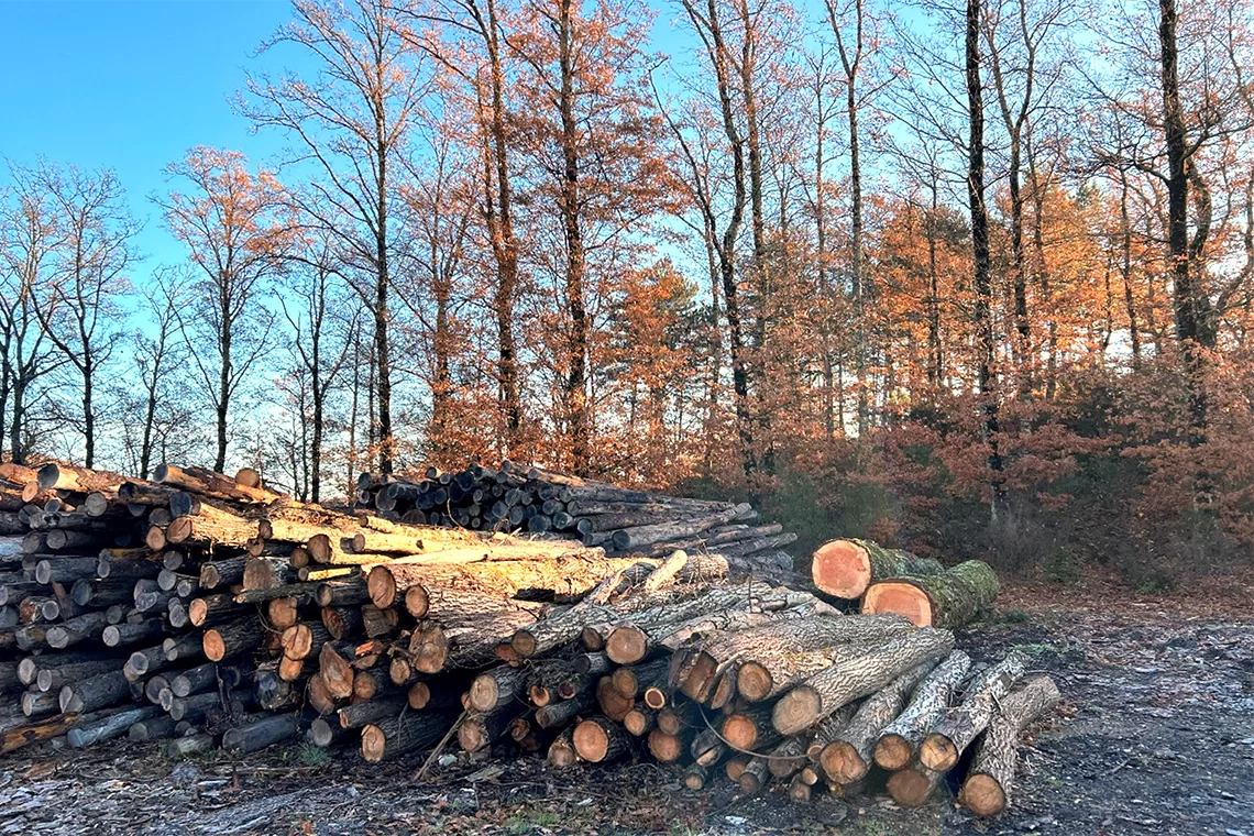 Competenze dei Carabinieri forestali e accertamento di illeciti