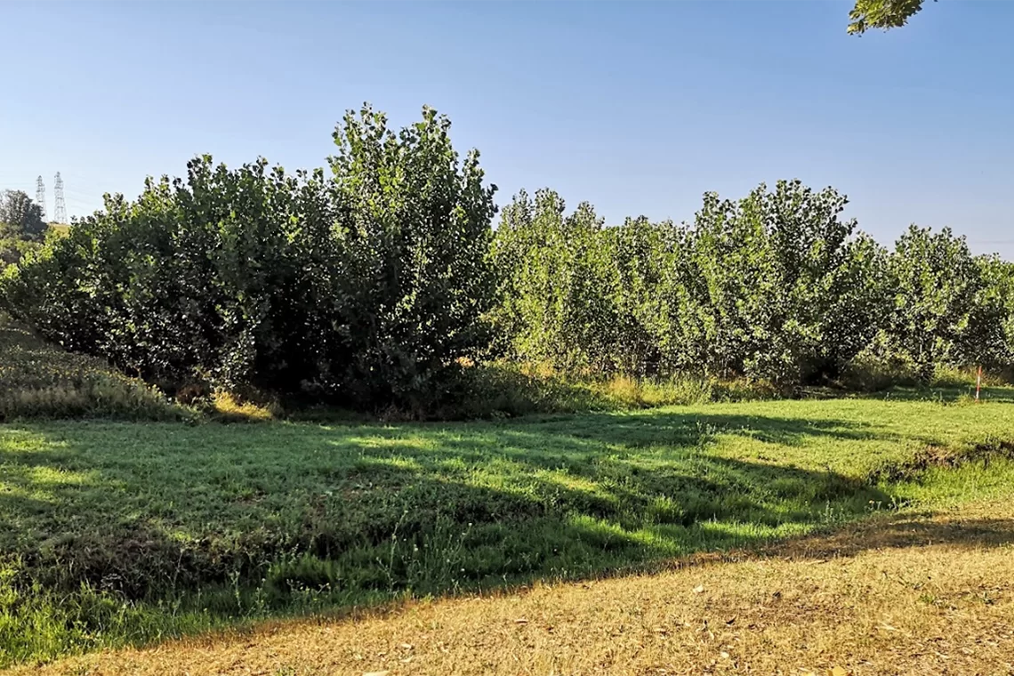 Agroforestry per convertire impianti Medium Rotation Forestry 