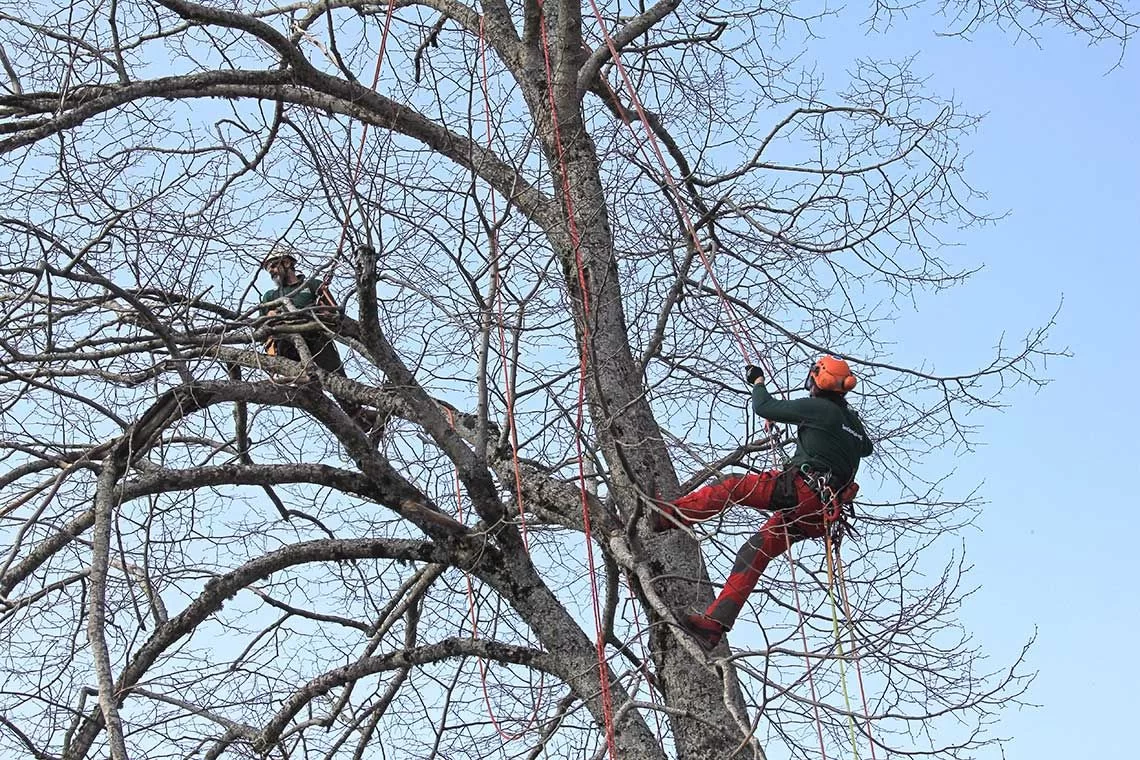 Arborwebinar SIA 2026: ciclo di webinar dedicati all’arboricoltura