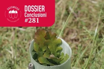 Arrivare dopo significherà adattarsi prima? Una riflessione sullo sviluppo del mercato dei Crediti di carbonio in Italia