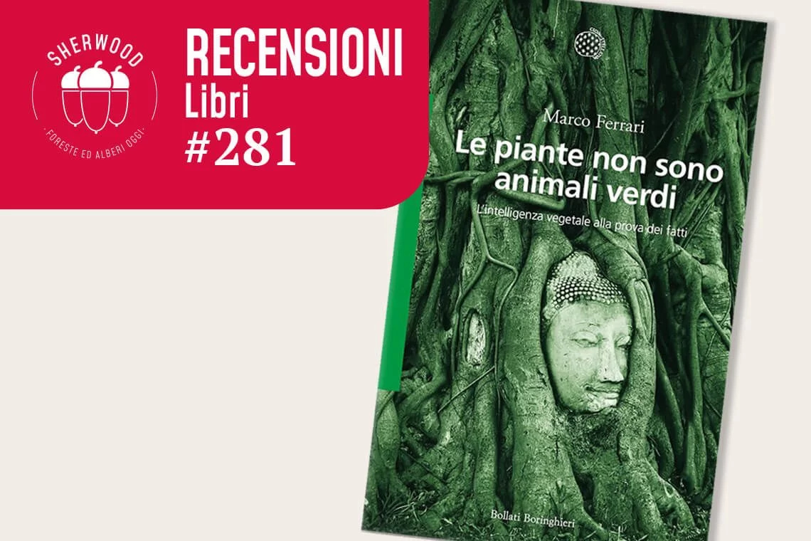 SH281-R-Libri_large.jpg