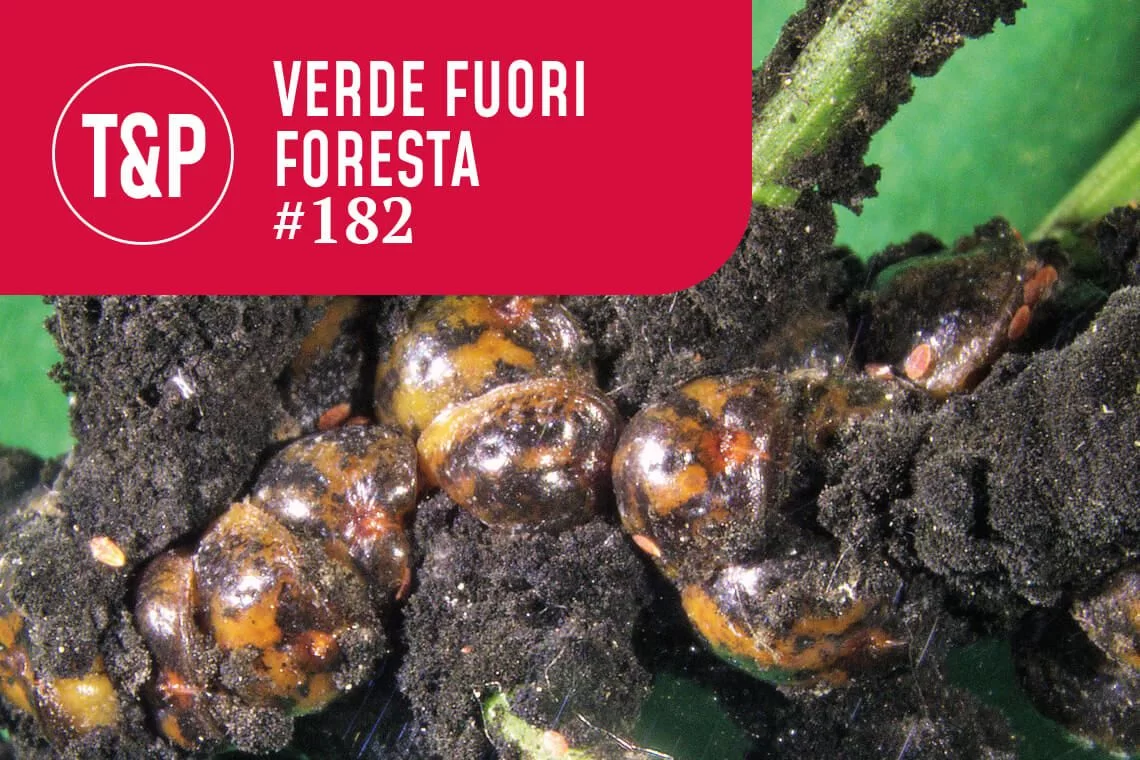 Trattamenti endoterapici di contenimento della Toumeyella parvicornis su pino domestico