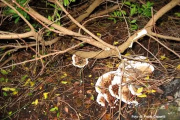 Heterobasidion irregulare. Mal del rotondo delle conifere