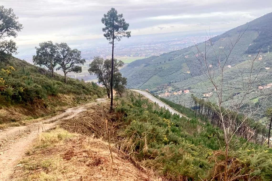 La gestione forestale post-incendio nell’impervio territorio del Monte Pisano