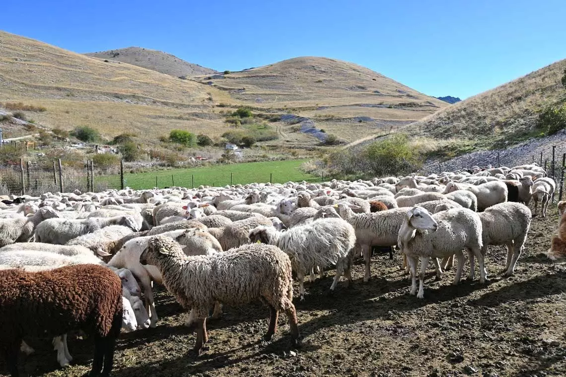 Masterclass Scuola di Pastorizia
