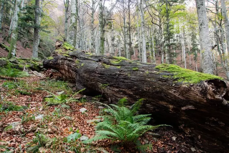 Un operatore forestale alla conferenza sui Boschi vetusti: riflessioni e appelli per una gestione che sappia valutare ogni punto di vista