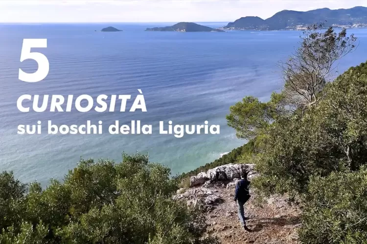 Il nuovo Rapporto sullo Stato delle Foreste e del Settore Forestale della Liguria: un video per presentare 5 curiosità sui boschi liguri e la loro gestione