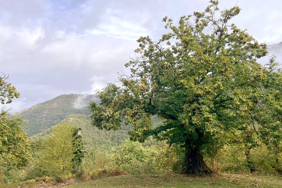 Valorizzazione e allo sviluppo sostenibile dei territori forestali e rurali. Ai Georgofili un incontro sull’esperienza della Foresta Modello