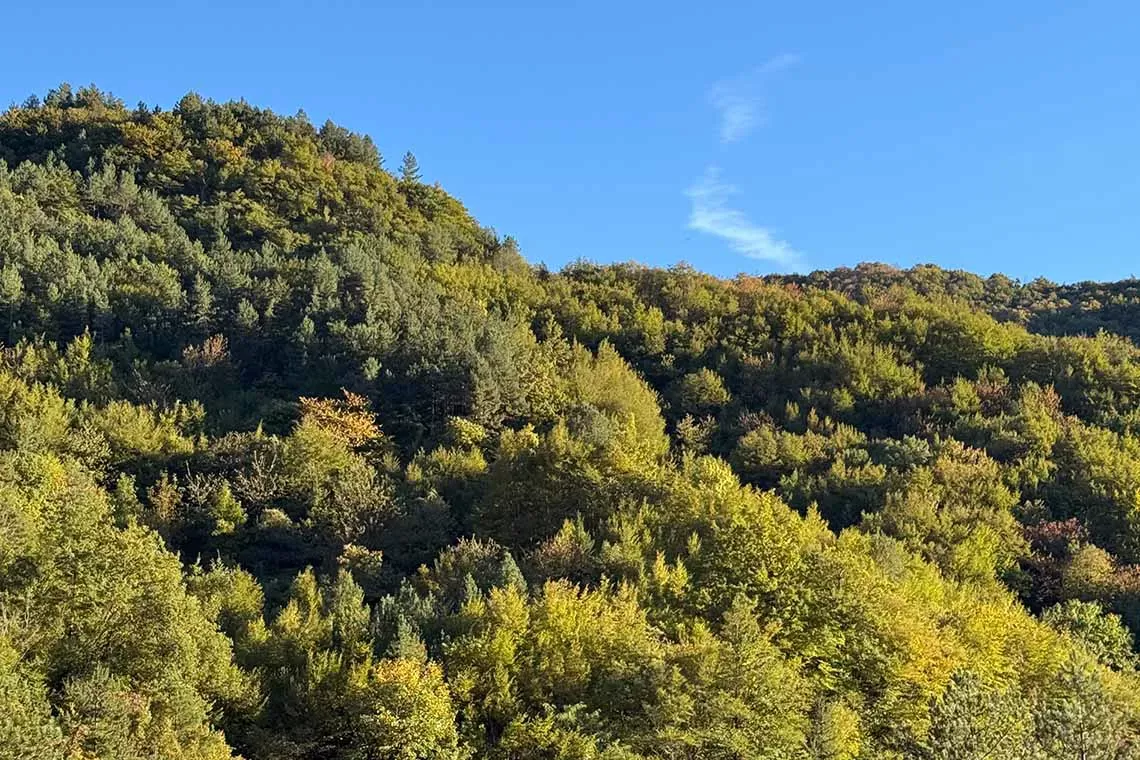 Questionario GoNaturePositive! Partecipa al più grande studio di mercato sul settore forestale in Europa